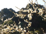 img0040.jpg