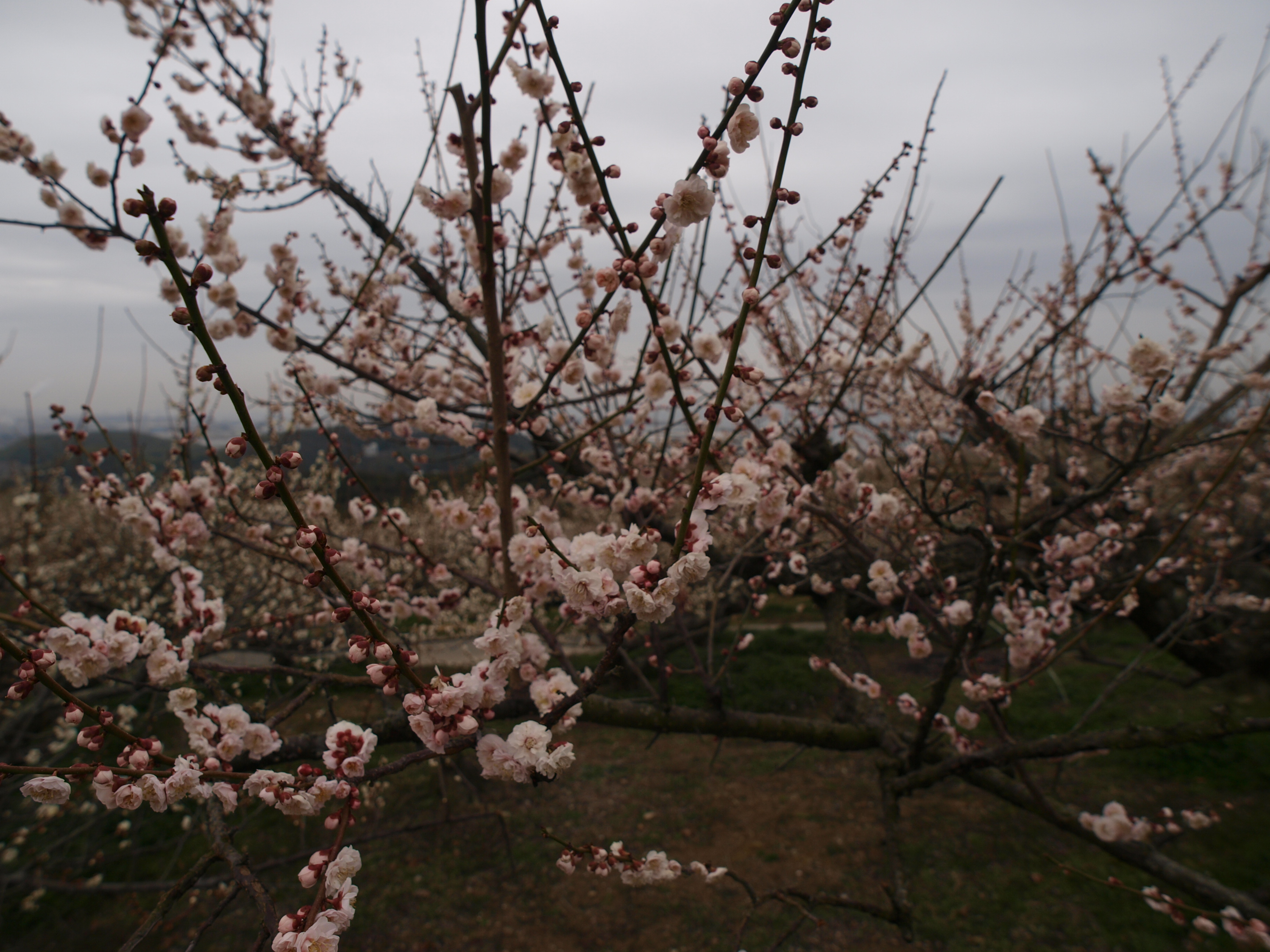 P2222927.JPG