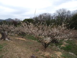 img0007.jpg