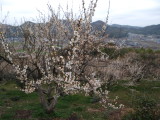 img0010.jpg