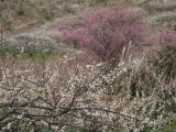 img0020.jpg