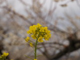 img0024.jpg