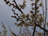 img0031.jpg