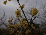 img0036.jpg