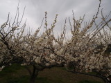 img0038.jpg