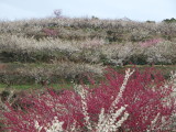 img0039.jpg