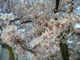 img0005.jpg