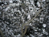 img0004.jpg