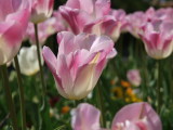 img0005.jpg