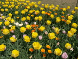 img0010.jpg