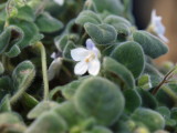img0020.jpg