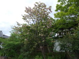 img0003.jpg