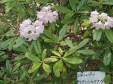 img0010.jpg