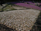 img0036.jpg