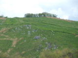 img0081.jpg
