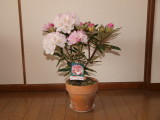 img0000.jpg