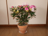 img0001.jpg