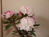 img0003.jpg