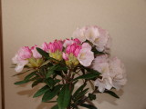 img0004.jpg