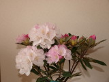 img0005.jpg