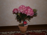img0007.jpg