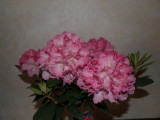 img0008.jpg