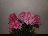 img0009.jpg