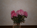img0010.jpg