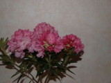 img0011.jpg