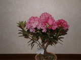 img0012.jpg