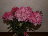 img0013.jpg
