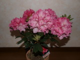 img0014.jpg