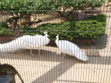 img0032.jpg