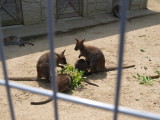 img0036.jpg