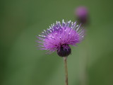 img0005.jpg