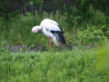 img0008.jpg