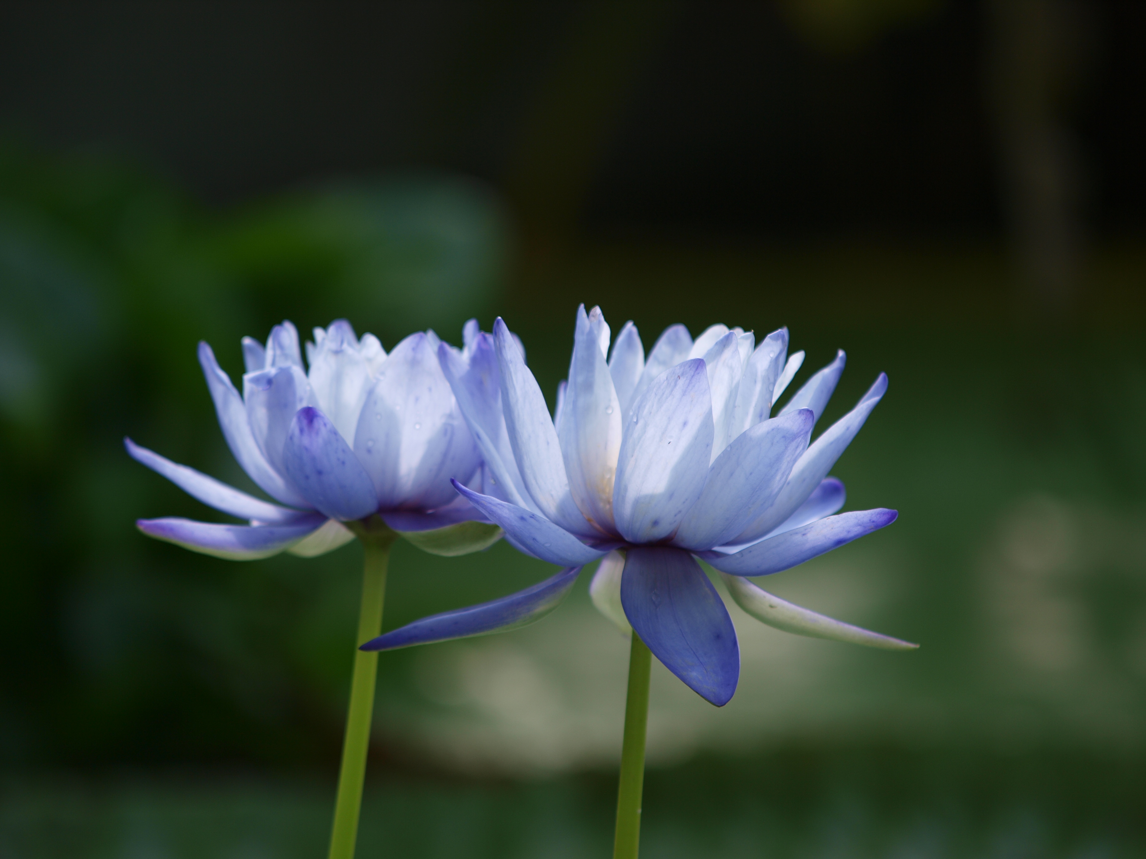 P7124343.JPG