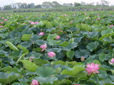 img0007.jpg