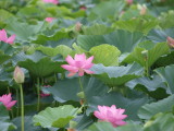 img0008.jpg