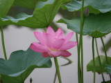 img0010.jpg