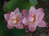 img0017.jpg
