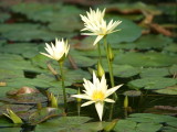 img0029.jpg