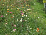img0029.jpg