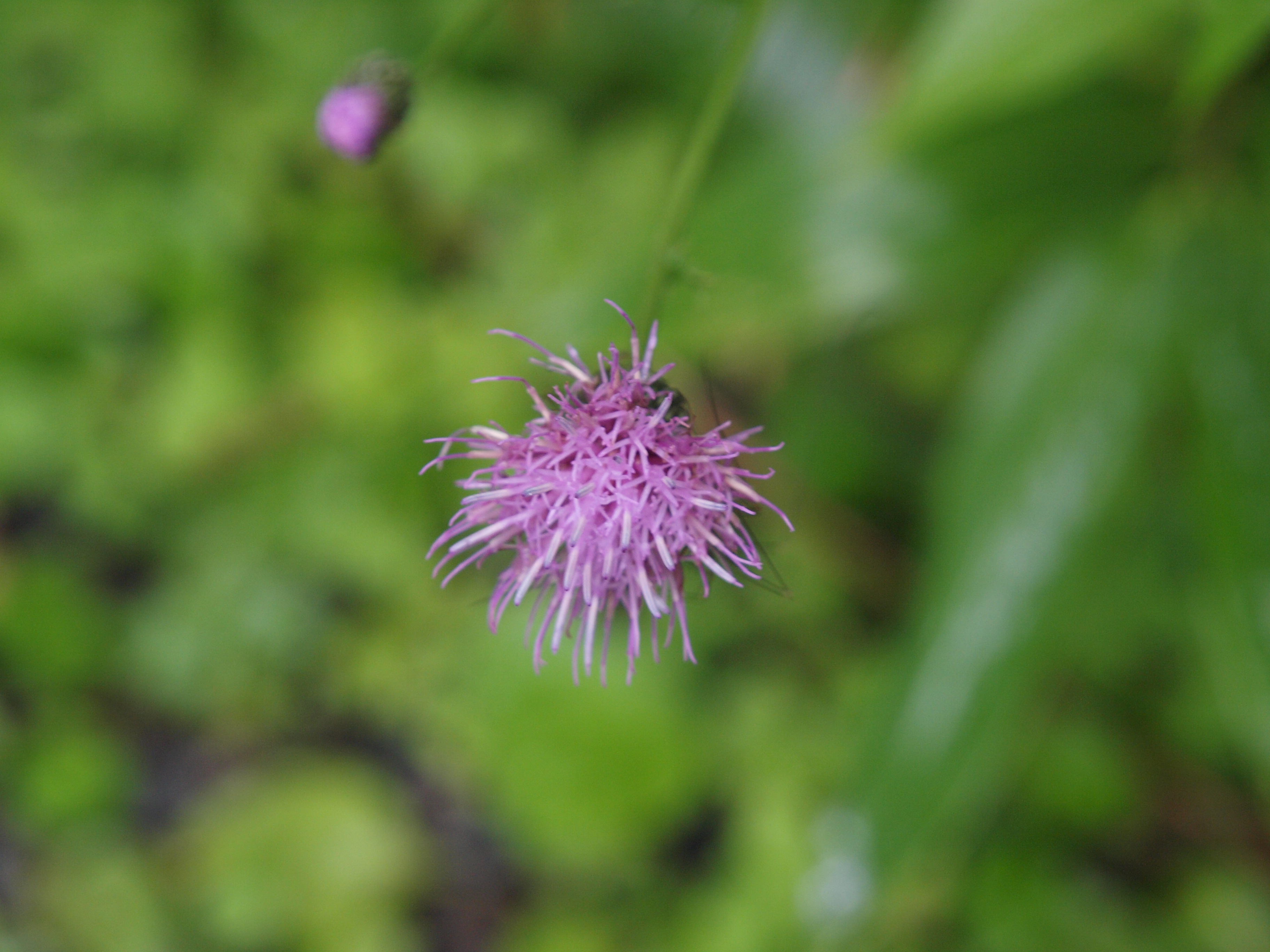 P8134493.JPG