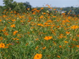 img0010.jpg