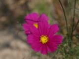 img0014.jpg