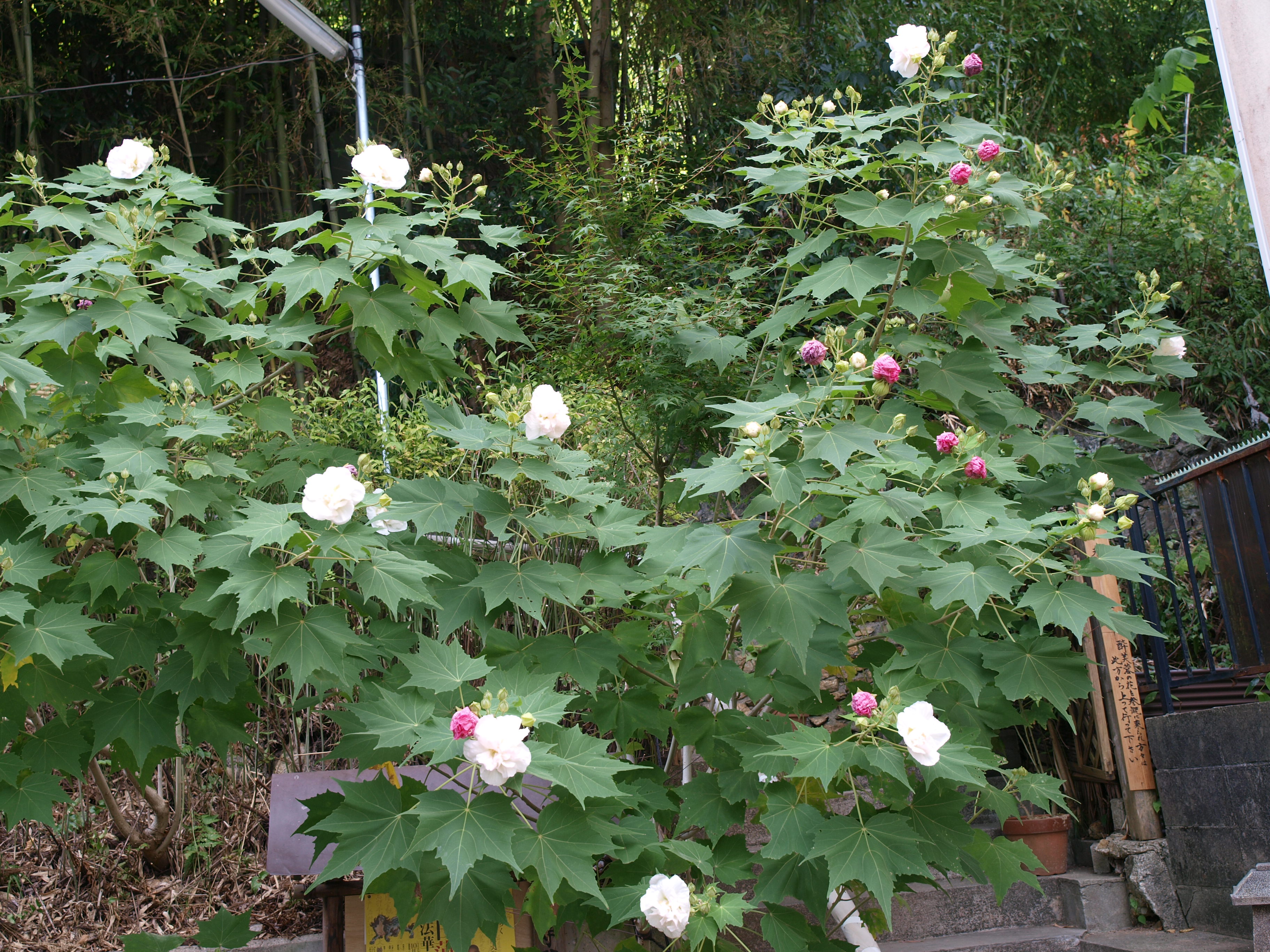 P9274756.JPG