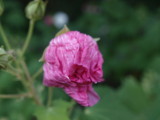 img0007.jpg