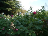 img0010.jpg