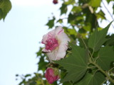 img0018.jpg